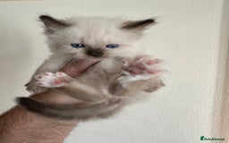 Ragdoll cats for sale: Ragdoll Boys - Image 3
