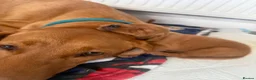 Labrador Retriever dogs for sale: Golden Labradors puppies  - Advert 10