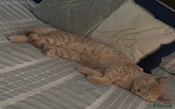 British Shorthair cats for sale: British Short Hair Cream Kitten in London - Image 2