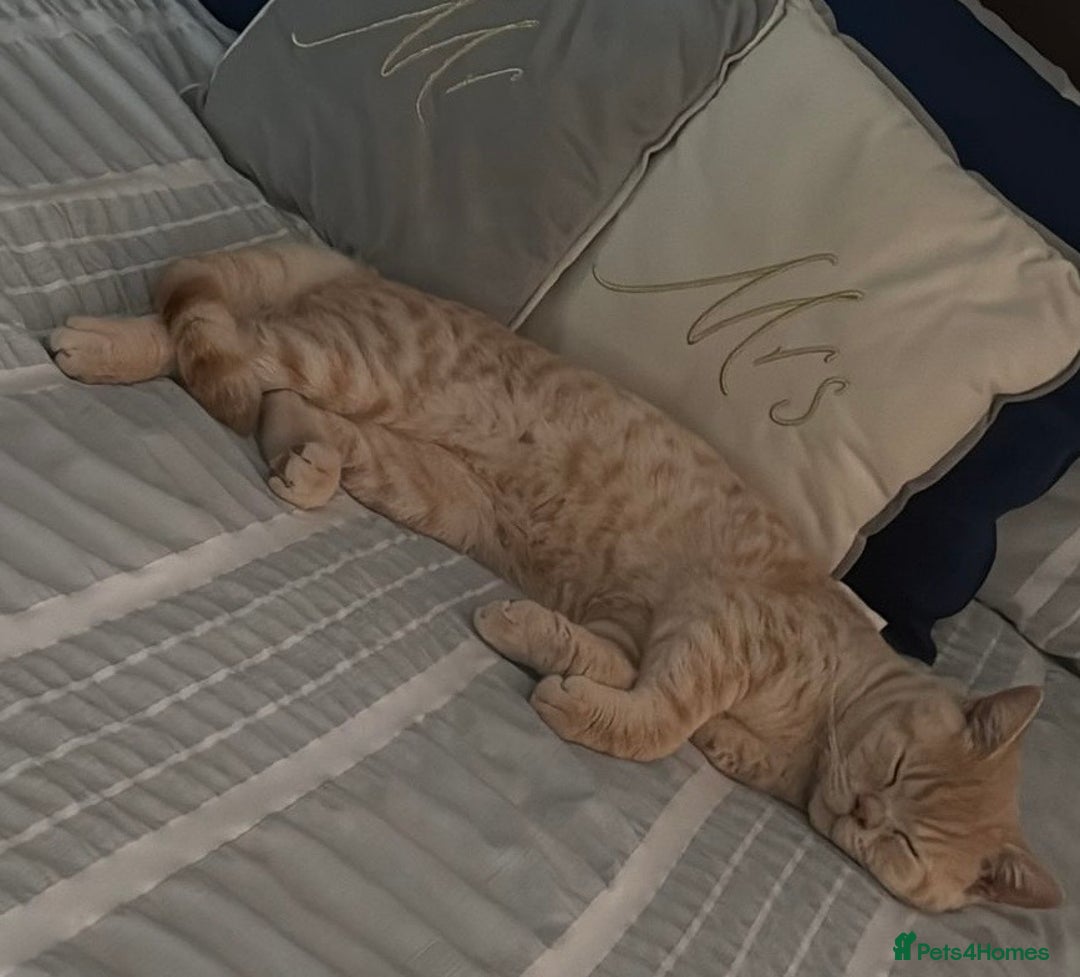 British Shorthair cats for sale: British Short Hair Cream Kitten in London - Image 2