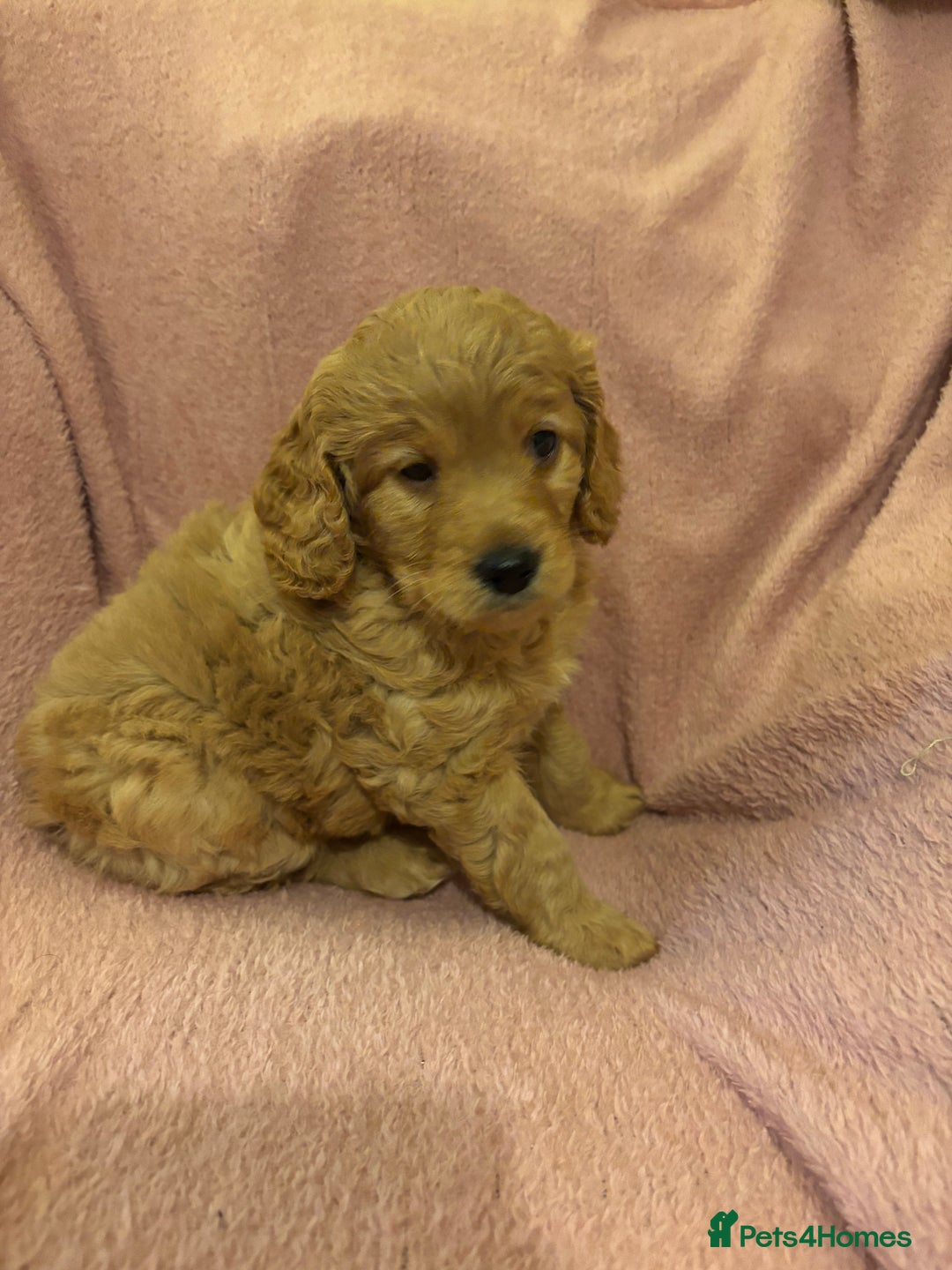 Cockapoo dogs for sale: Last cockapoo boy looking for his forever home ❤️ - Advert 13