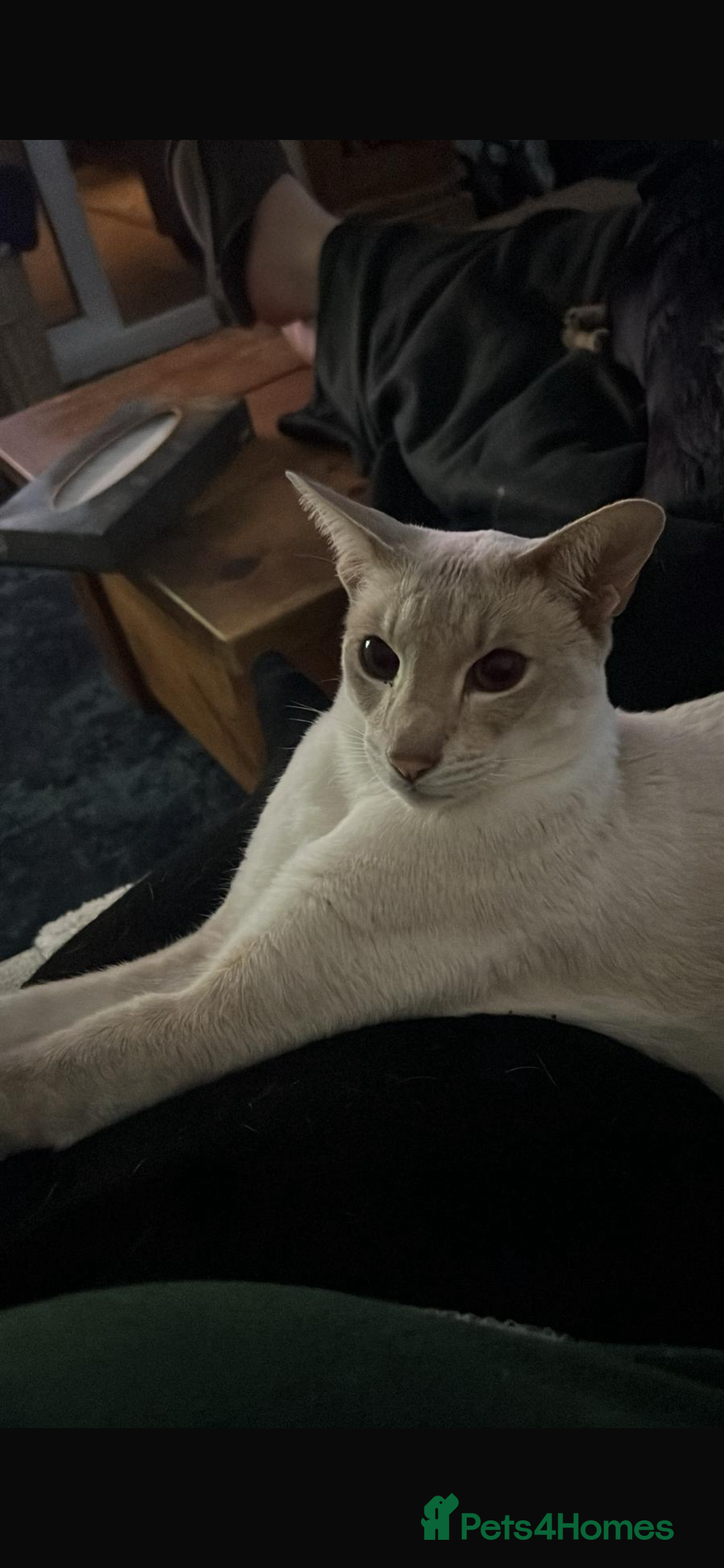 Siamese cats for sale: 2x bonded Siamese cats 7yo - Advert 4