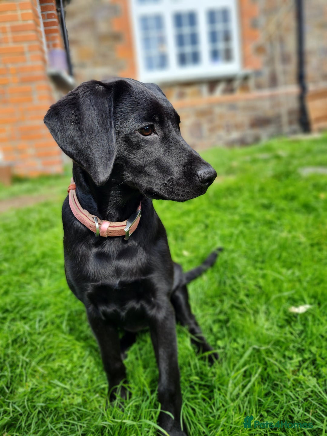 Labrador Retriever dogs for sale: Lovable, Quality KC black labradors  - Image 3