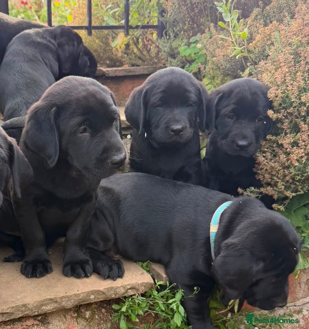Labrador Retriever dogs KC Reg, FtCh, Bold and Confident Black Lab pup - Advert 1