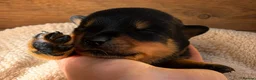Rottweiler dogs for sale: Rottie puppies for sale in Wolverhampton - Advert 5