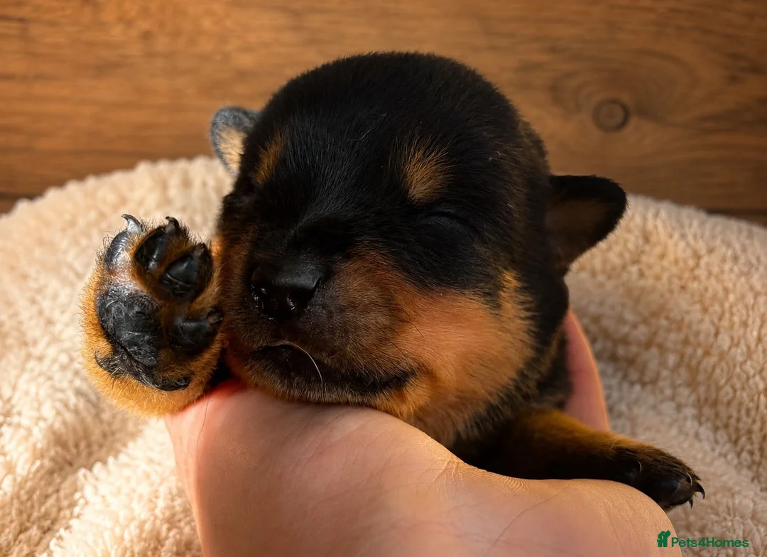 Rottweiler dogs for sale: Rottie puppies for sale in Wolverhampton - Advert 5