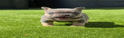 French Bulldog dogs for sale: Top Quality KC Registered French Bulldog 2x Micro  in Bournemouth - Advert 1