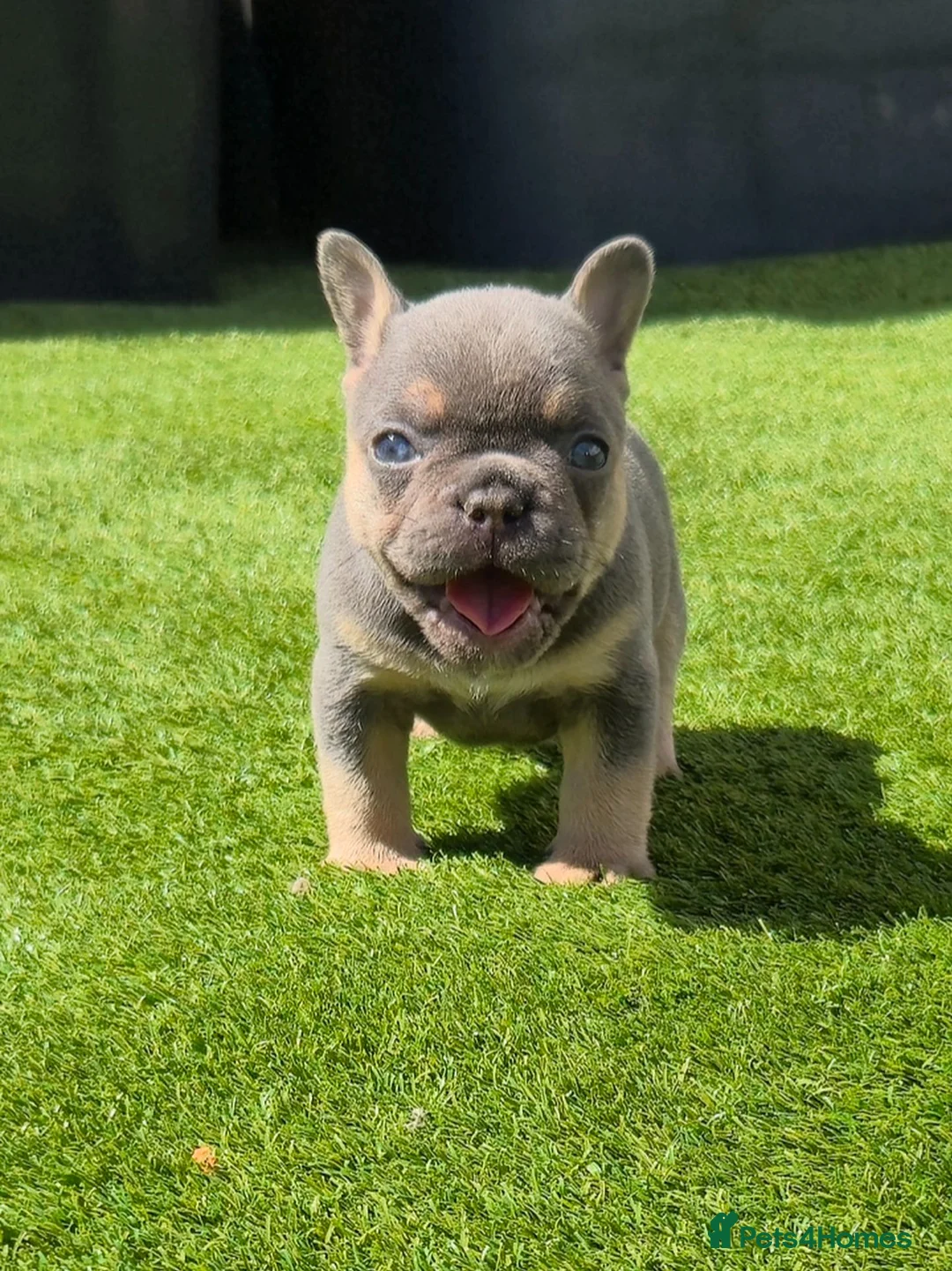 French Bulldog dogs for sale: Top Quality KC Registered French Bulldog 2x Micro  in Bournemouth - Advert 1