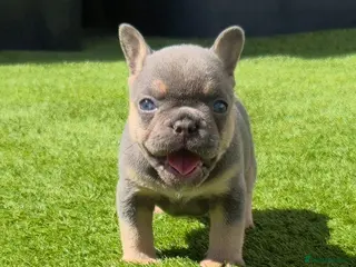 French Bulldog dogs Top Quality KC Registered French Bulldog 2x Micro - Advert 1