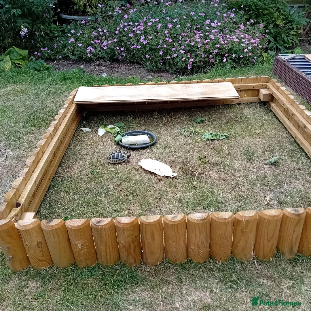 Tortoise reptiles for sale: Baby Hermans and spur thighed tortoises in Norwich - Advert 13