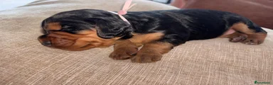 Cocker spaniel bitch pink collar reserved 