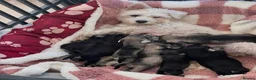 Miniature Schnauzer dogs for sale: 🩷Beautiful Miniature Schnauzer Adult Girl 🩷 - Advert 9