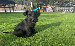 Miniature Schnauzer dogs for sale: *MINi SCHNAUZERS PUPPIES* - Image 14