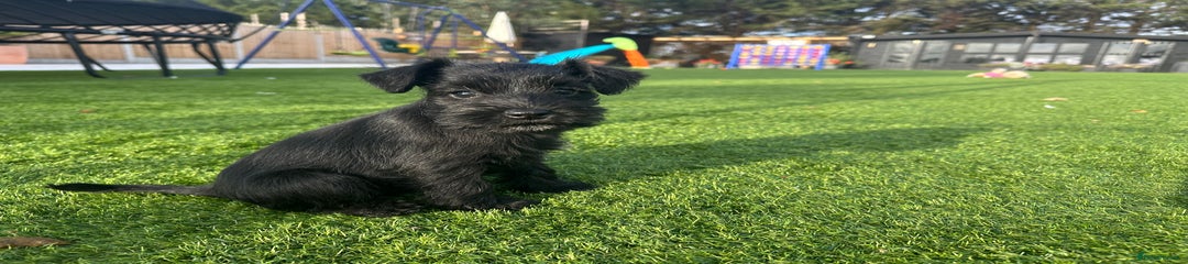 Miniature Schnauzer Puppy 4