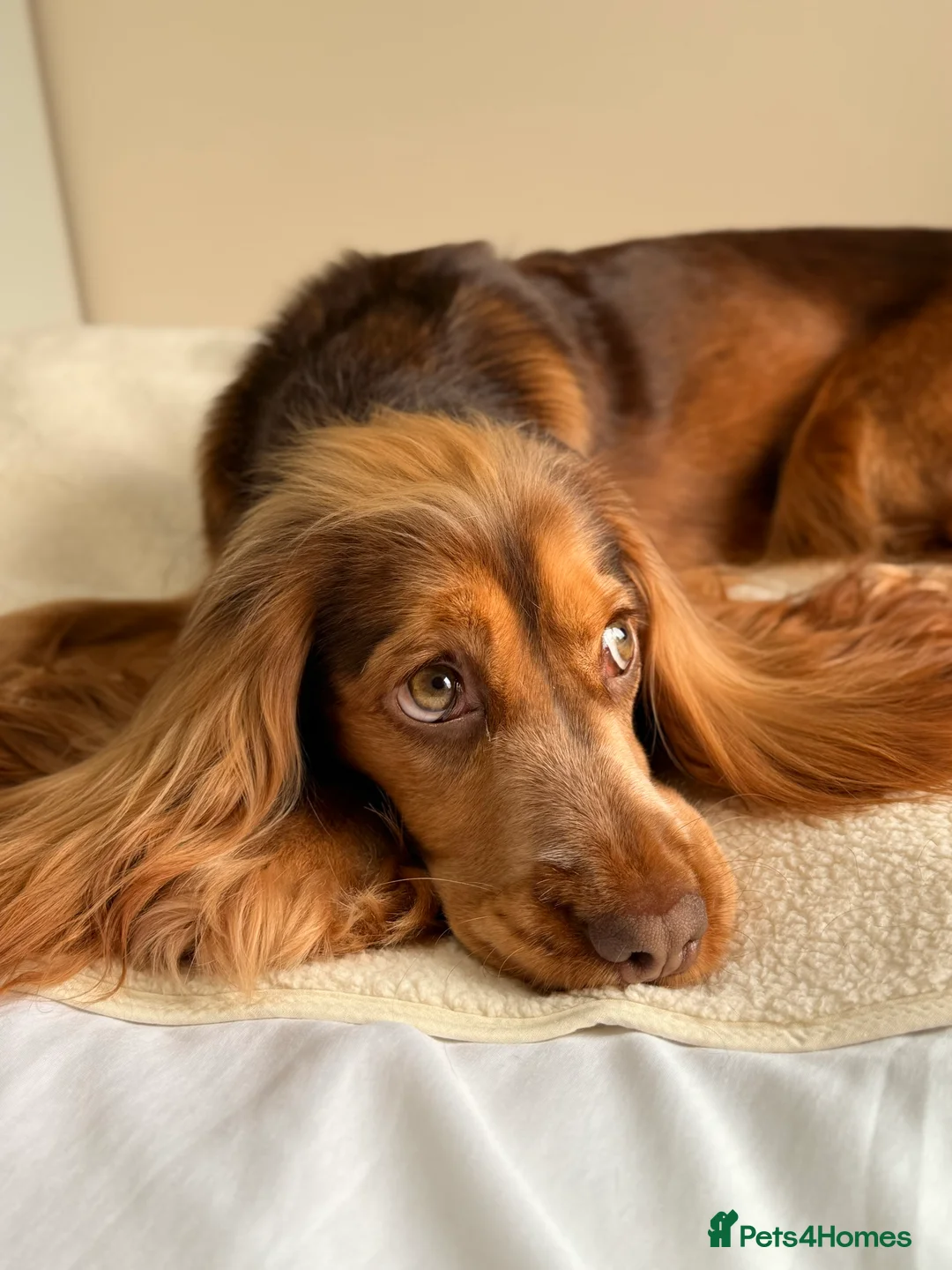 Cocker Spaniel dogs for sale: Beautiful 2 year old cocker spaniel  - Advert 3