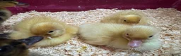 Ducks poultry for sale: Pure breed ducklings in Barnsley - Advert 2