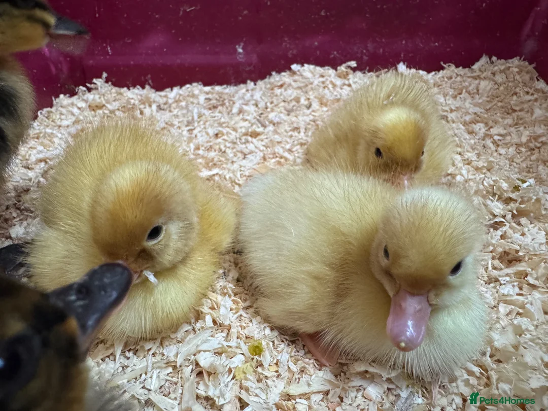 Ducks poultry for sale: Pure breed ducklings in Barnsley - Advert 2