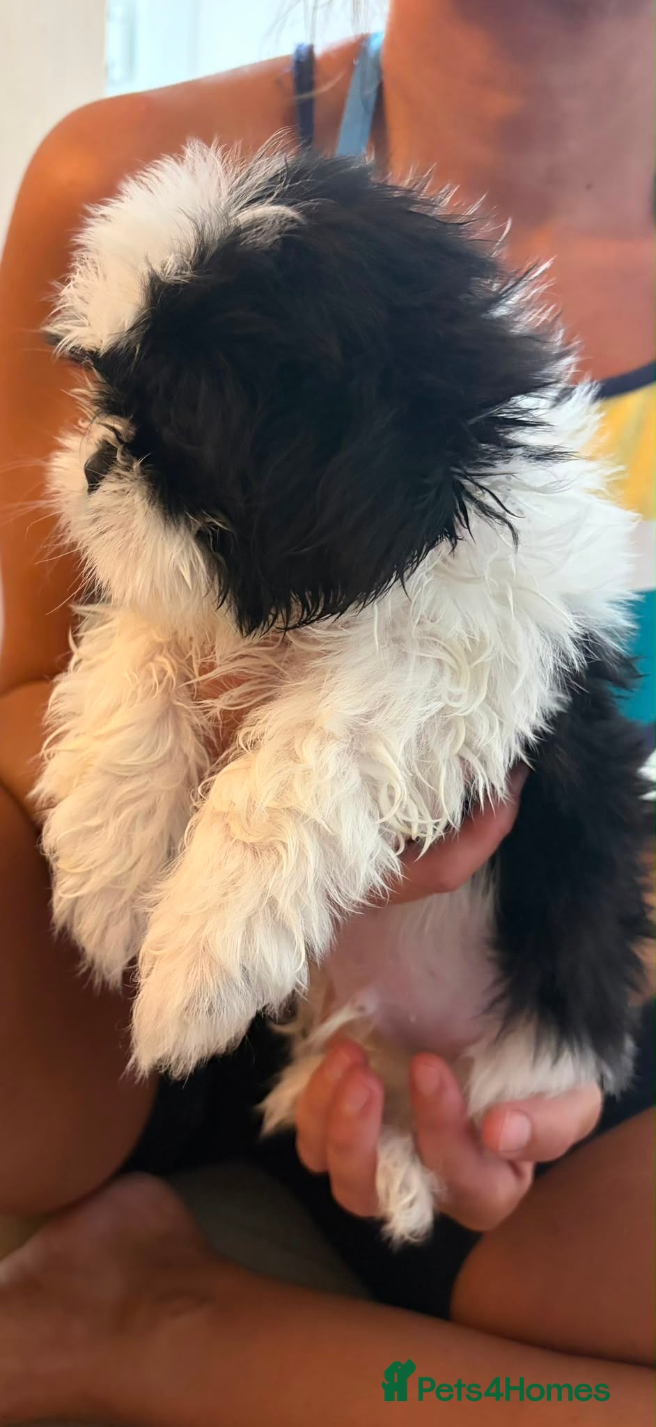 Shih Tzu dogs Shih tzu  - Advert 6