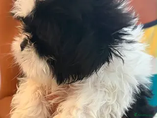 Shih Tzu dogs Shih tzu - Advert 6