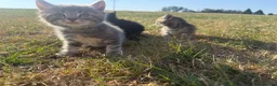Mixed Breed cats for sale: Beautiful friendly kittens  - Advert 7