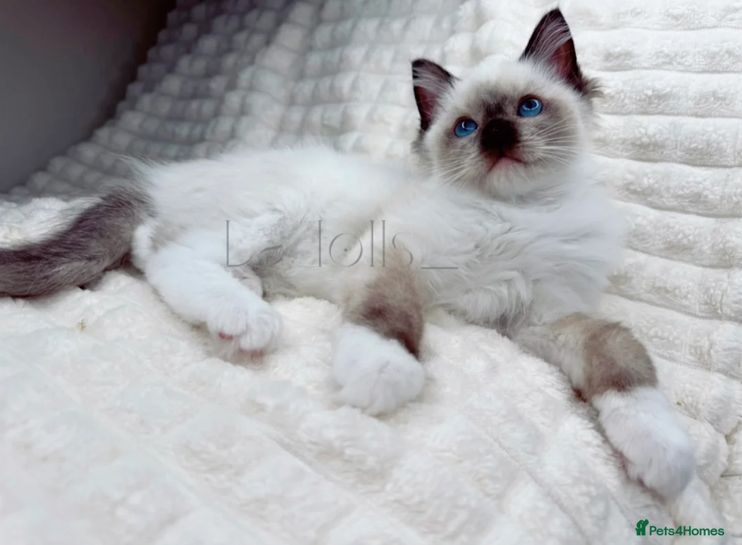 Ragdoll cats for sale: Stunning Blue Eyed Ragdoll Girl Ready Now  - Advert 2