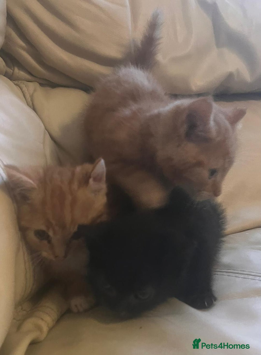 British Shorthair cats for sale: Georgous litter of British short-hair kittens - Image 9