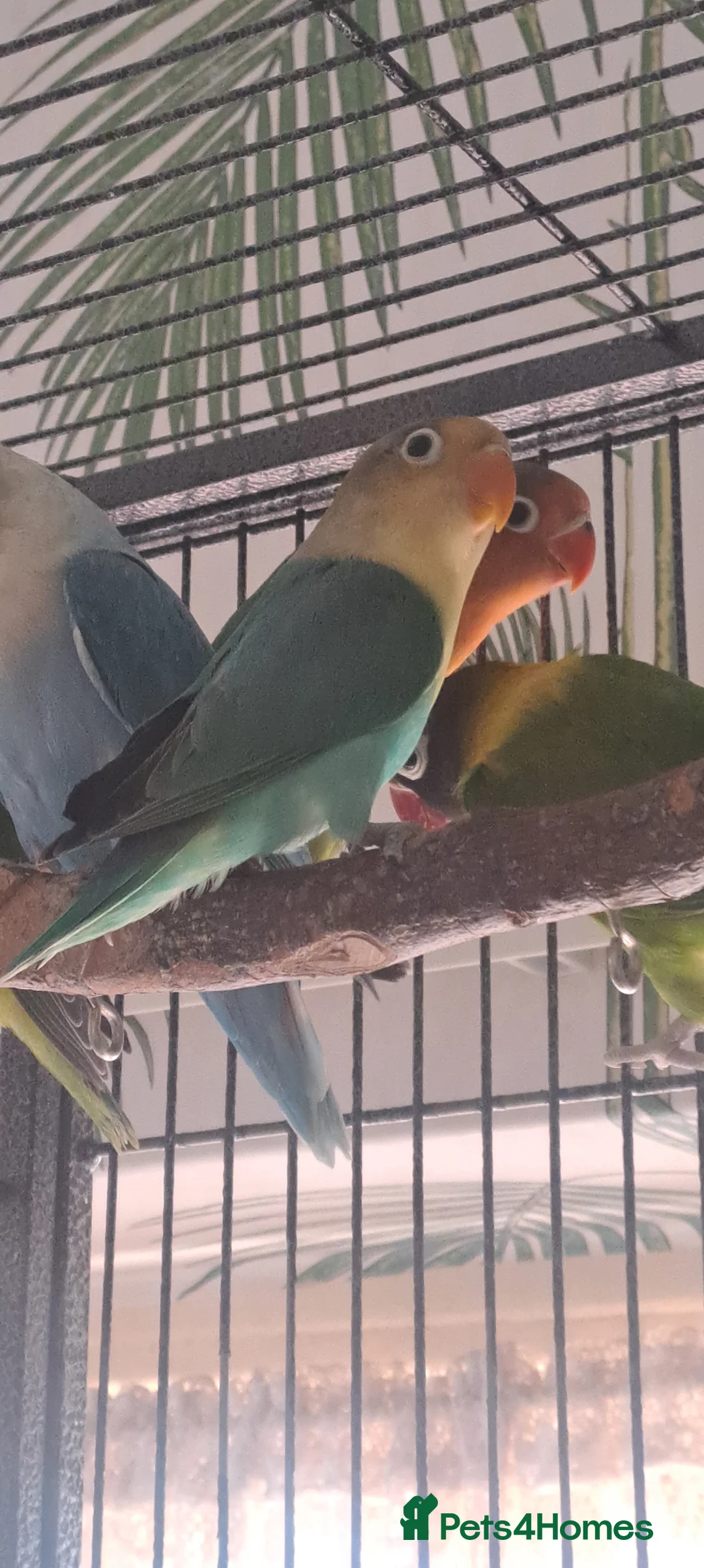 Lovebirds birds for sale: Lovebirds x7 - Advert 2