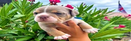 English Bulldog dogs for sale: Exceptional English Bulldog Puppies in Stockport - Advert 6