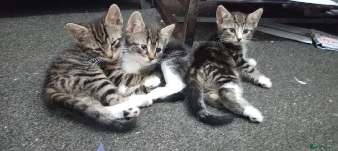 Mixed Breed cats for sale: Part maincoon part Persian kittens  in Birmingham - Advert 2