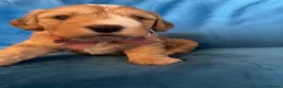 Cockapoo dogs for sale: Exceptional Cockapoo Puppies 🐶💕 - Advert 17