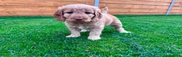 Mixed Breed dogs for sale: Beautiful Schnoodle Babies 🐾🐾🐾 - Advert 21