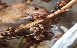 Mouse rodents for sale: Harvest mice for sale, Newcastle upon Tyne - Advert 5