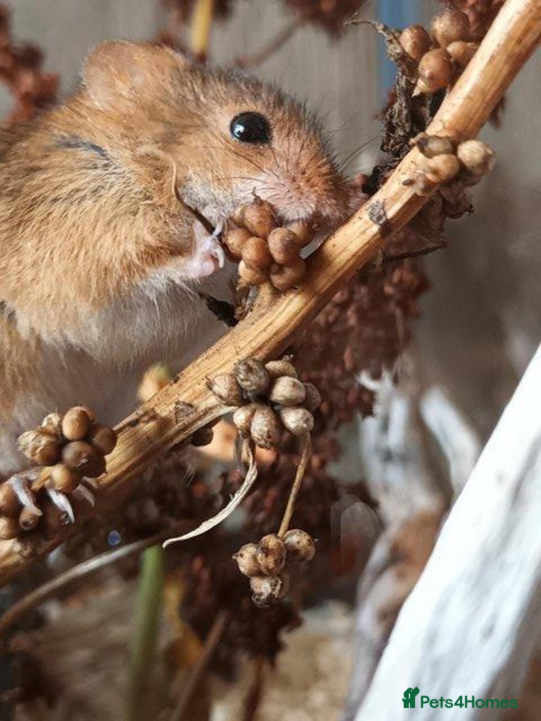 Mouse rodents for sale: Harvest mice for sale, Newcastle upon Tyne - Advert 5