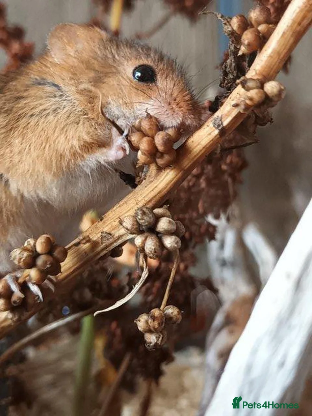 Mouse rodents for sale: Harvest mice for sale, Newcastle upon Tyne - Advert 5