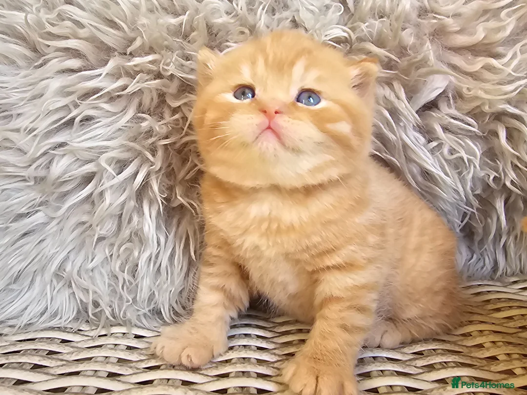 British Shorthair cats for sale: British Shorthair Champion Lines Kittens  - Advert 17