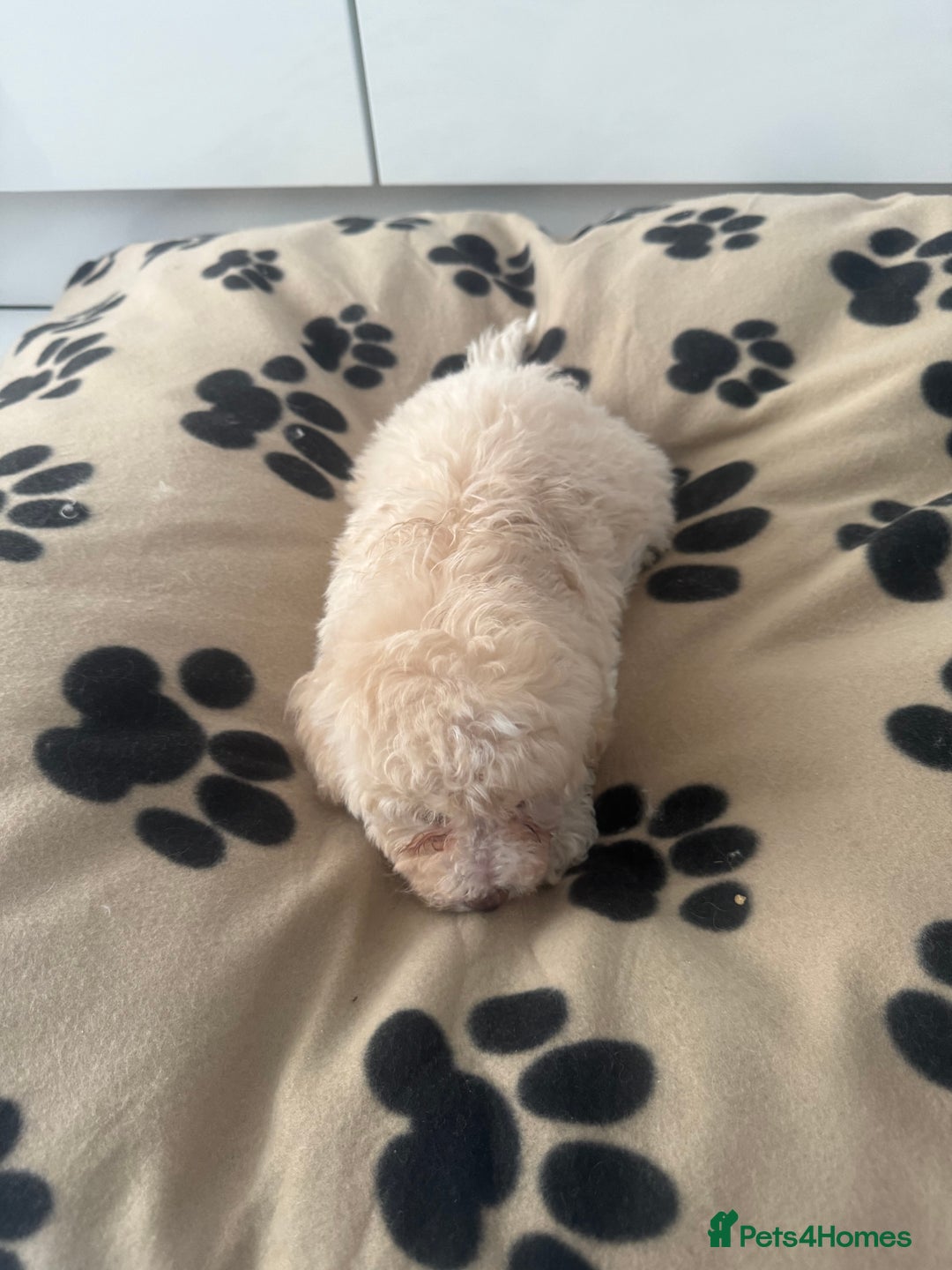 Poochon dogs for sale: Poochon puppies ready to go - Advert 3