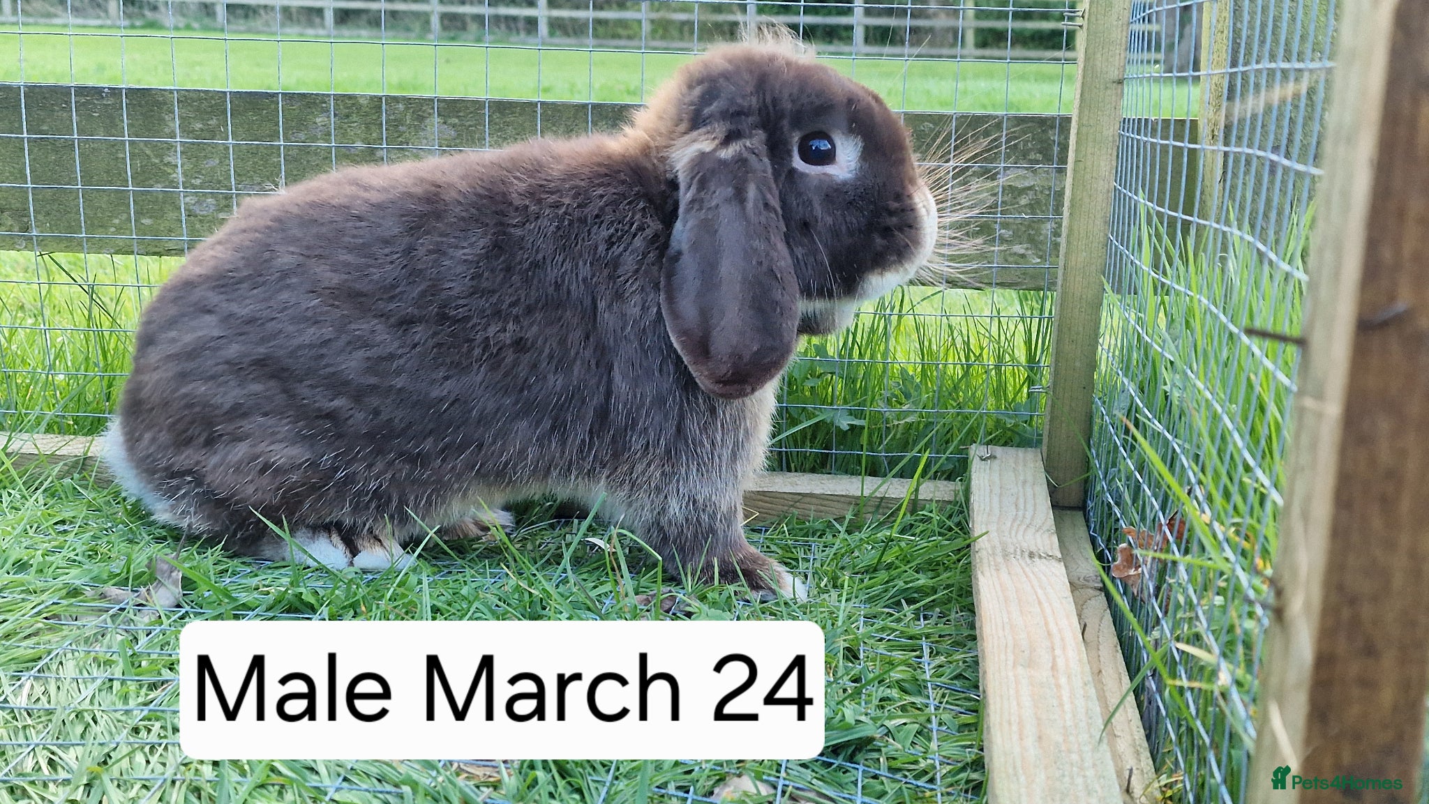 Mini Lop rabbits Mini lops for sale - Advert 1