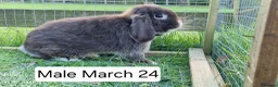 Mini Lop rabbits for sale: Mini lops for sale - Advert 1