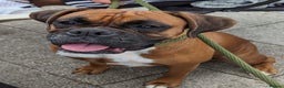 Boxer dogs for sale: Beautiful black mask bobtail/tailed boxer puppies  - Advert 2