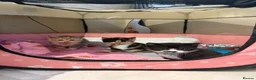 Mixed Breed cats for sale: Beautiful Exotic shorthair mix kittens  - Advert 4
