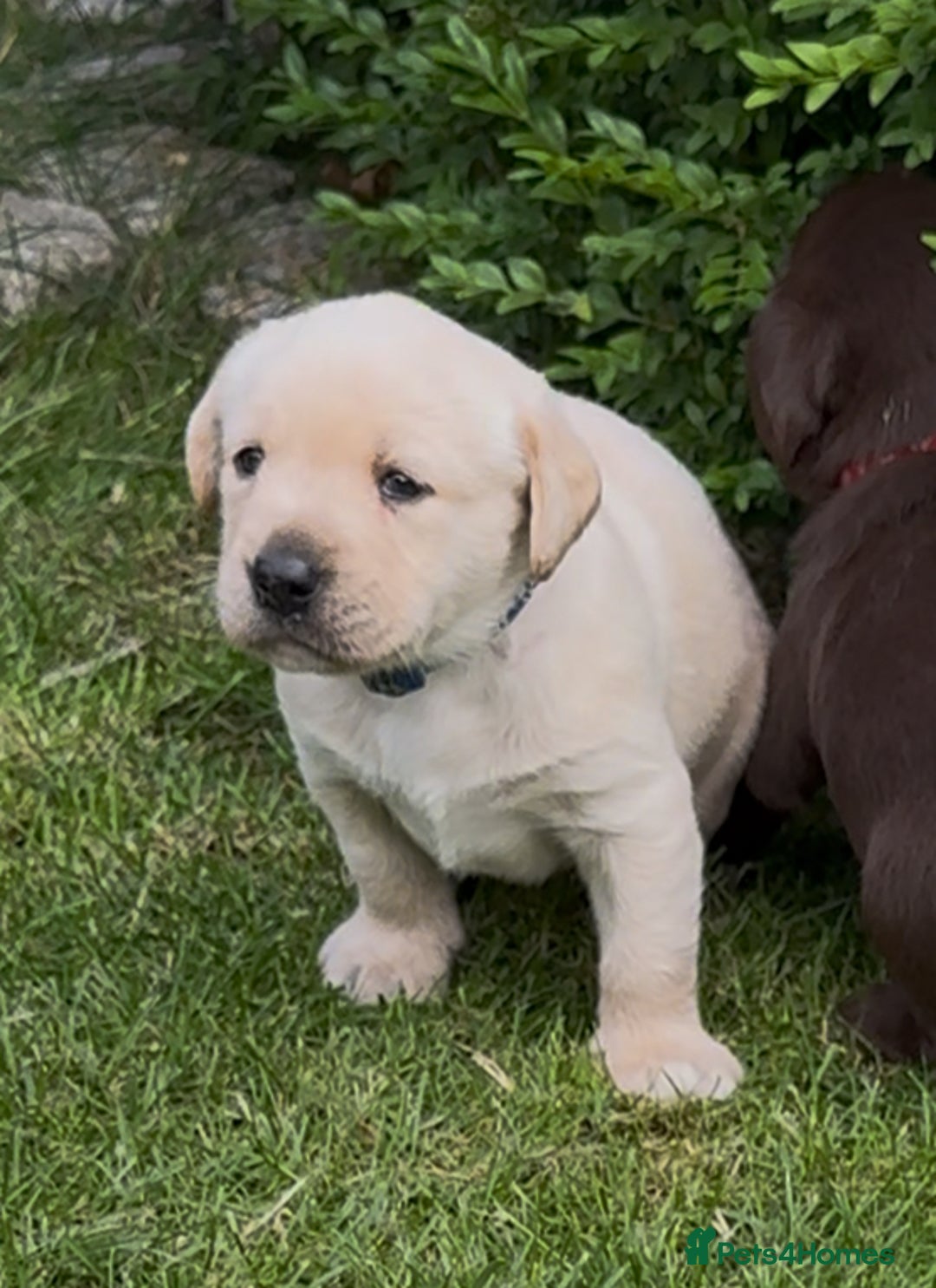 Labrador Retriever dogs for sale: Labrador puppies for sale  in Leicester - Image 7