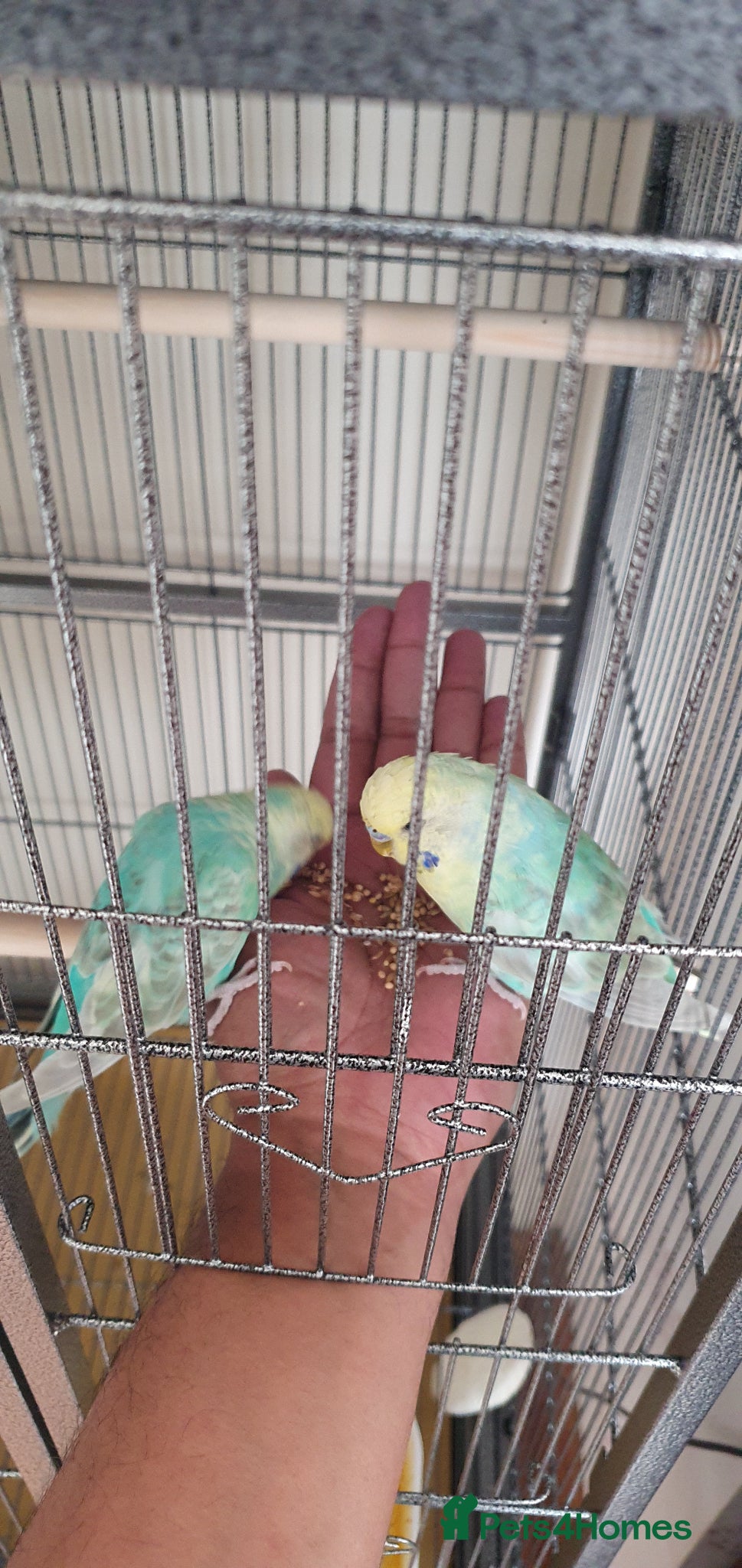 Budgerigars birds Stunning Rainbow Budgie –(14 Months Old) - Advert 2