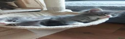 Maine Coon cats for sale: Beautifull Maine Coon kittens in Edinburgh - Advert 11
