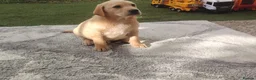 Labrador Retriever dogs for sale: Labrador puppies for sale - Advert 14