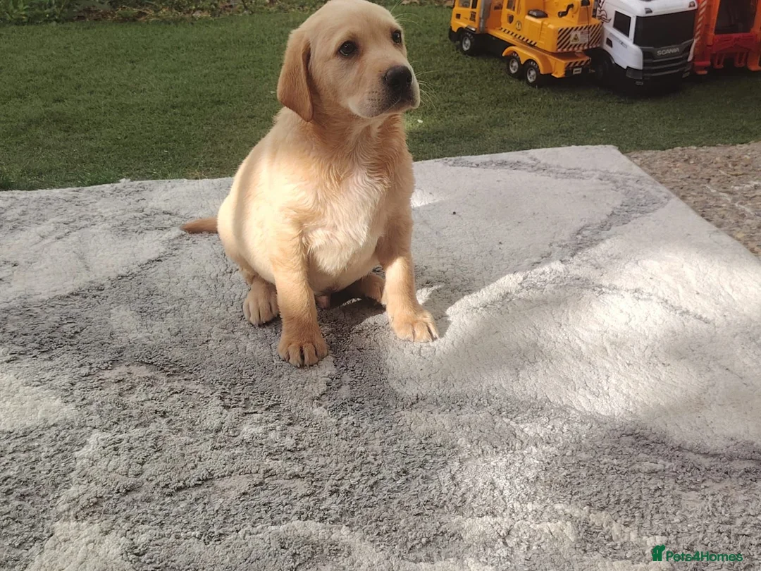 Labrador Retriever dogs for sale: Labrador puppies for sale - Advert 11