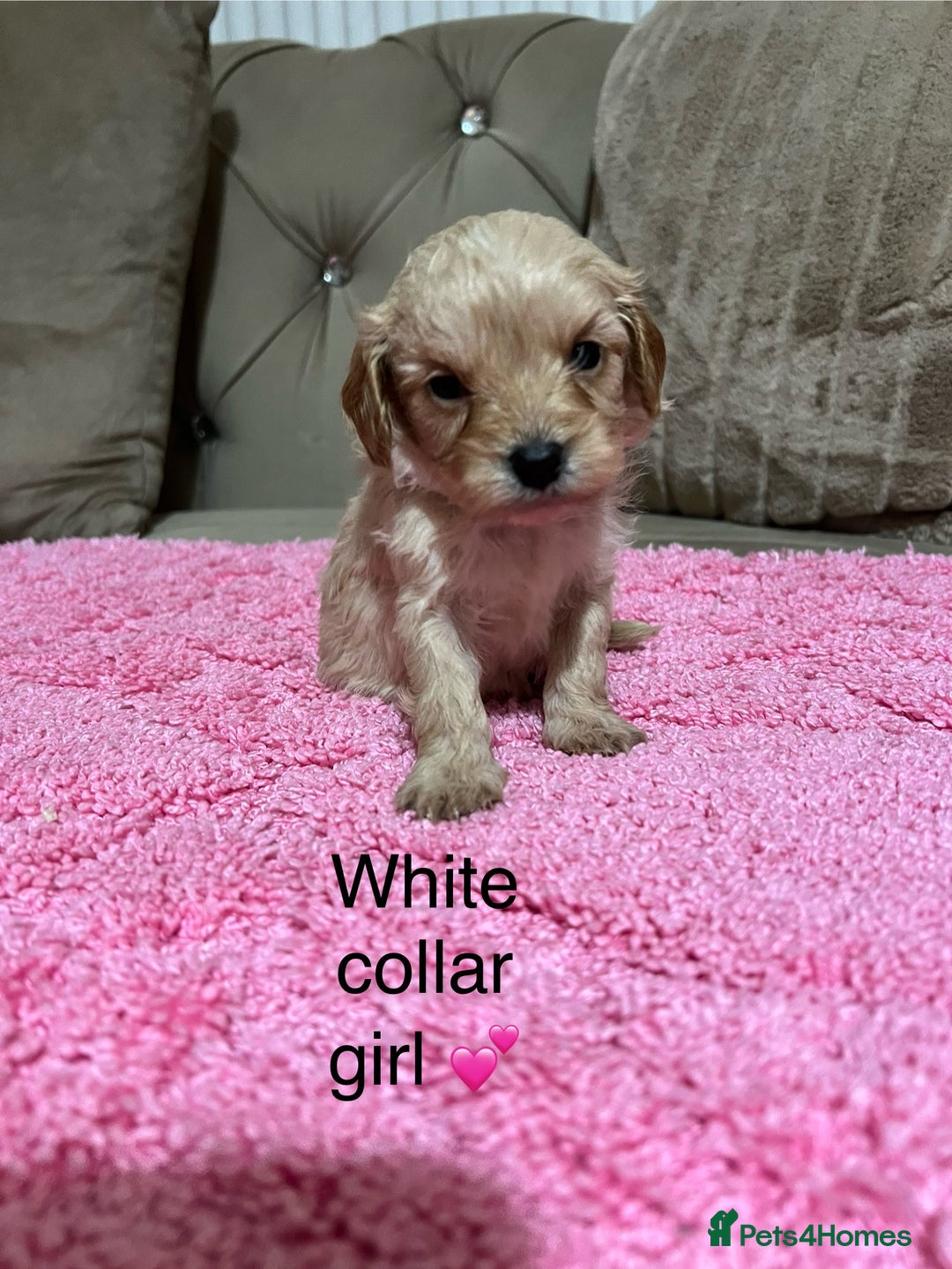 Cavapoo dogs for sale: Health tested cavapoos ready 16th February 🐶 - Advert 6