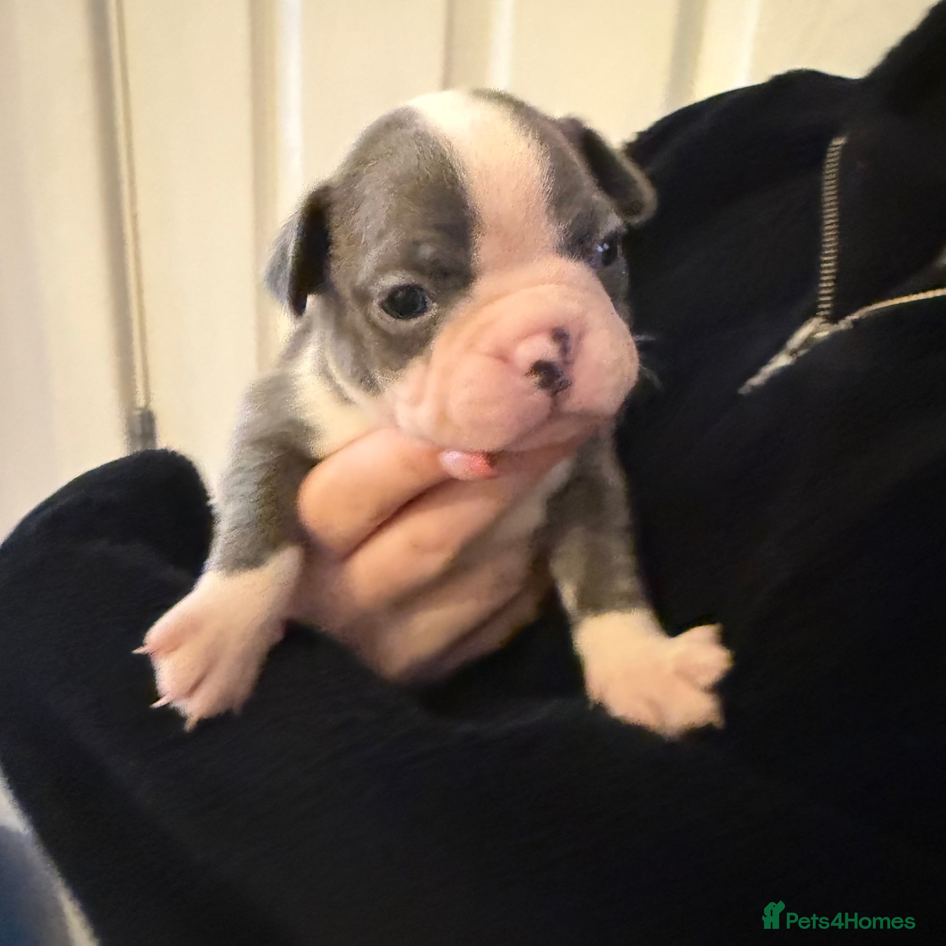 Boston Terrier dogs 4 KC registered beautiful Boston Terrier puppies - Advert 1