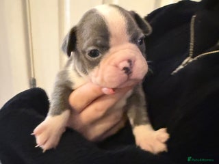 Boston Terrier dogs 4 KC registered beautiful Boston Terrier puppies - Advert 3