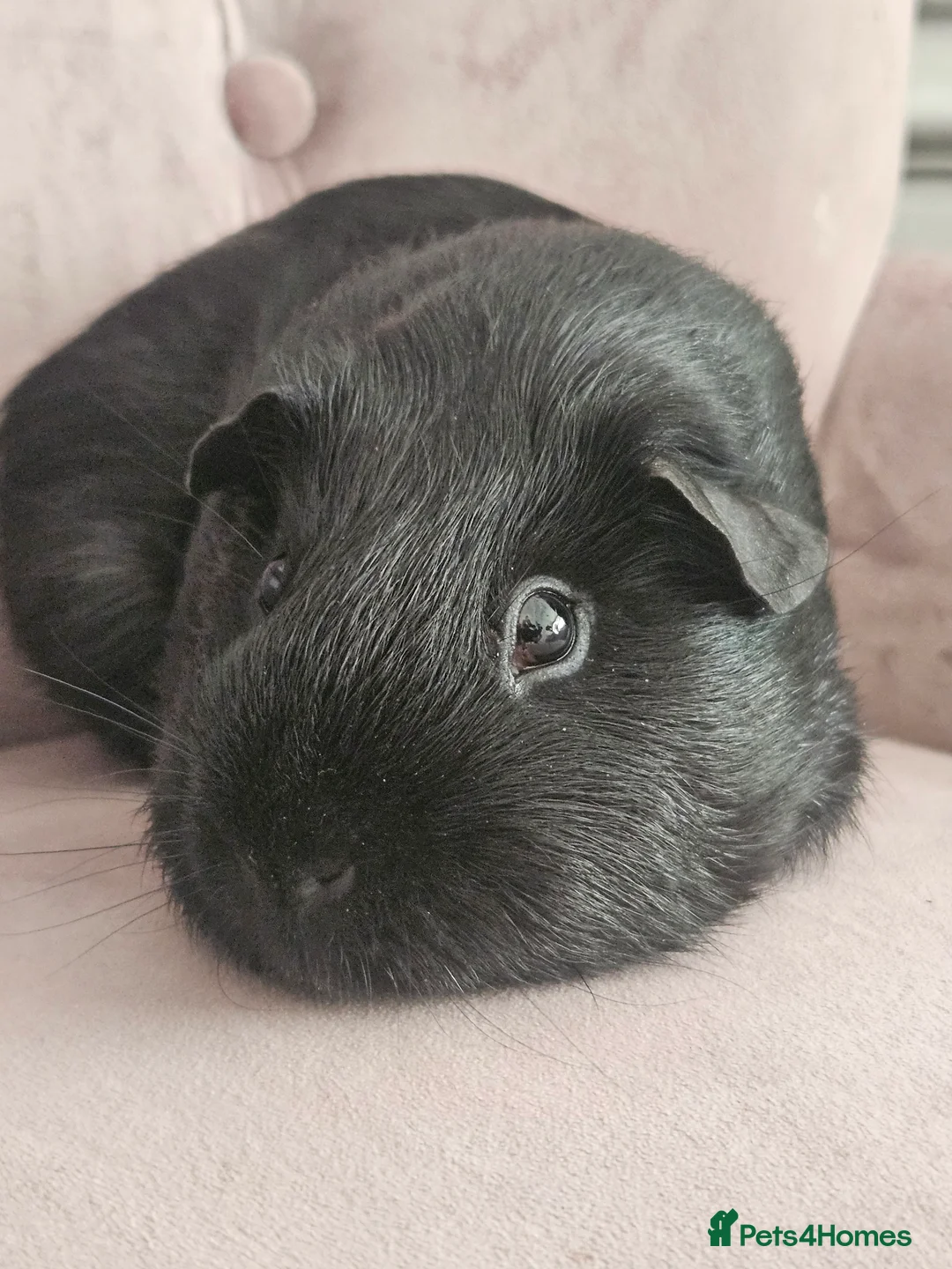 Guinea Pig rodents for sale: Two male guinea pigs - Advert 2