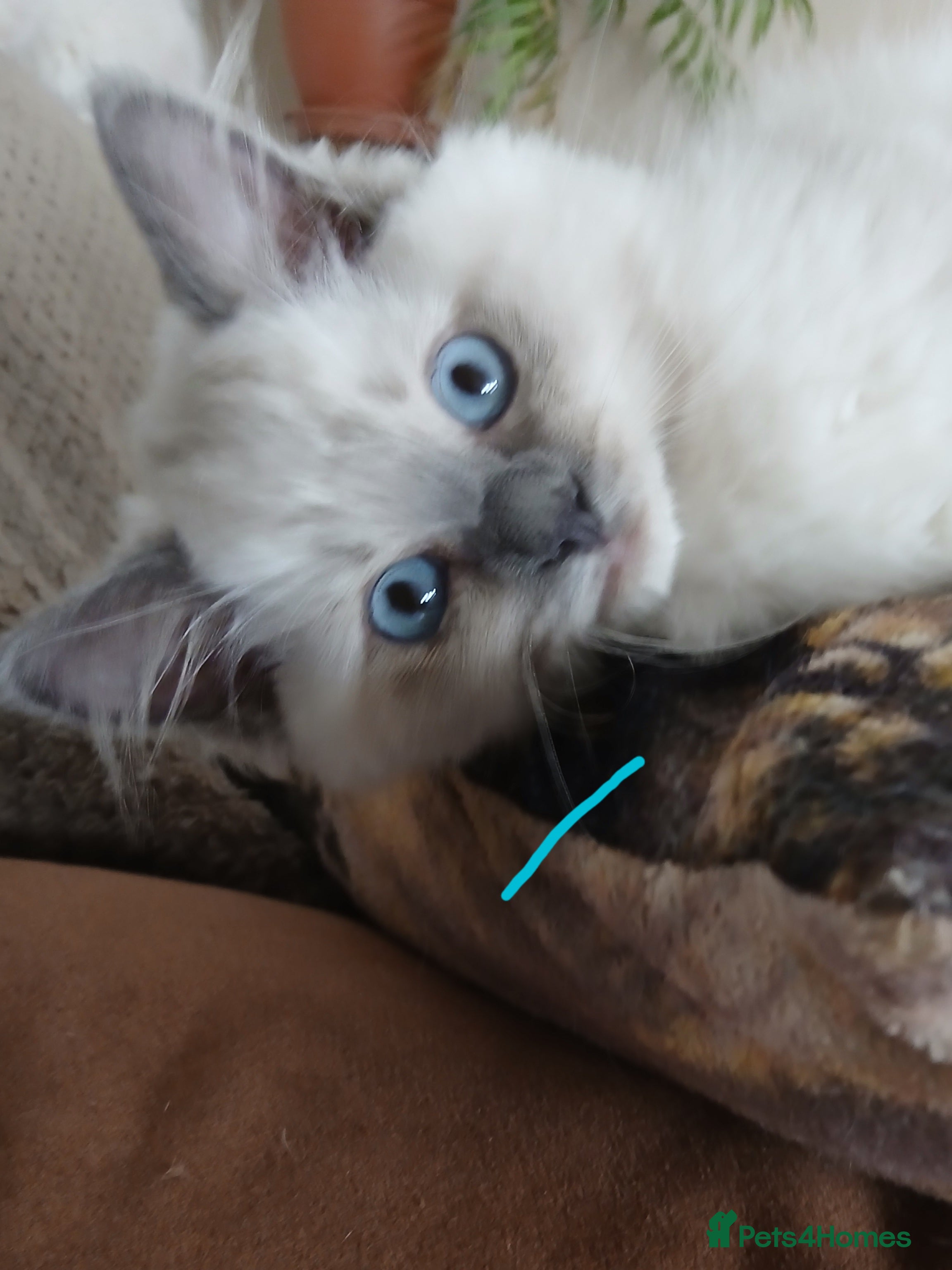 Ragdoll cats Ragdoll kittens  - Advert 2